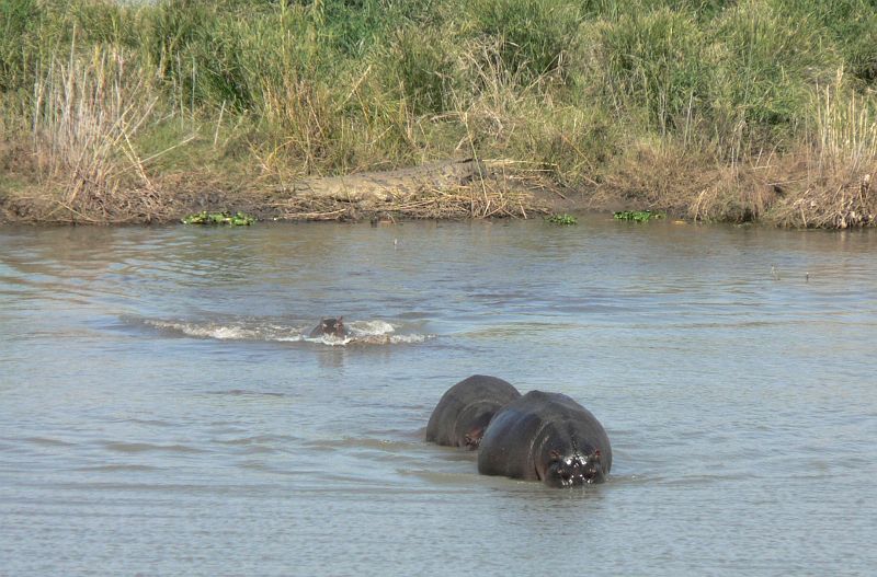 JAR 114_hr_kro.JPG - Máma s tátou utekli a hrošátko za nimi kvačí.